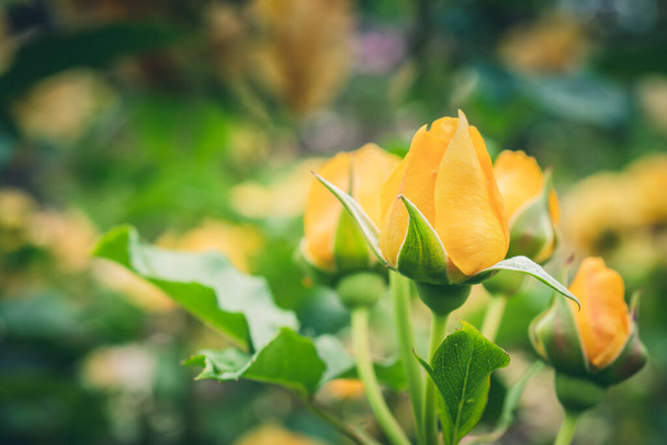 Κίτρινα απολύτως υπέροχα τριαντάφυλλα με επιλεκτική εστίαση - Φωτογραφία, εικόνα