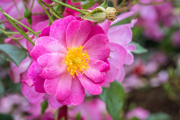 Closeup of a Pink Lavendar Dream Rose with Selective Focus - Photo, Image