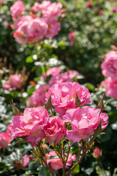 Close-up van een roze Pacific Glory Roses met selectieve focus - Foto, afbeelding