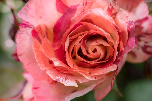 Primer plano de una rosa bicolor Claude Monet con enfoque selectivo - Foto, imagen