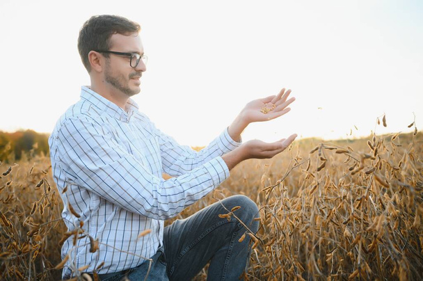 Agronomist inspects soybean crop in agricultural field - Agro concept - farmer in soybean plantation on farm. - Zdjęcie, obraz