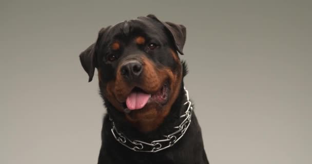 adorable rottweiler puppy with collar sticking out tongue, panting, tilting his head to side and being happy and curious while looking up on grey background - Footage, Video