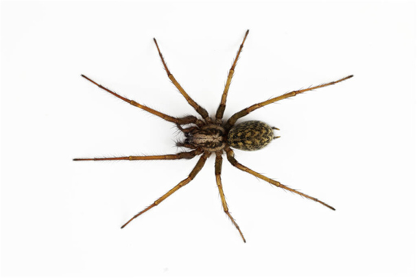 Macro foto de aranha tegenária isolada sobre fundo branco - Foto, Imagem