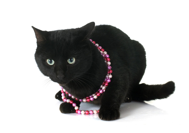 schwarze Katze - Foto, Bild