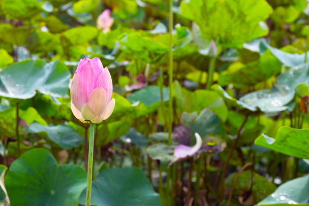 Рожева квітка лотоса, що цвіте в ставку з зеленим листям
 - Фото, зображення