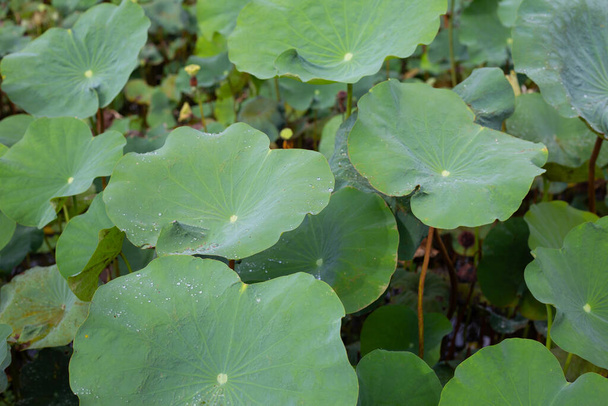 Lotus flower leaves in pond - Фото, изображение