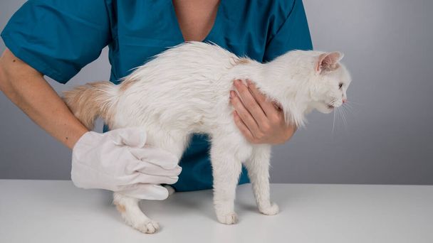 Veterinarian washing a fluffy white cat with a disposable wet glove. Pet hydrosol cleaning gloves - Valokuva, kuva