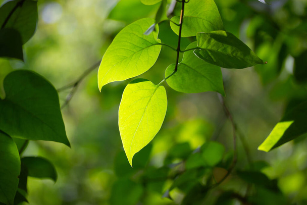 Zielone liście w świetle słonecznym na naturalnym rozmytym zielonym tle. Koncepcja ekologii, przyrody, ochrony, zachowania. Gałąź, gałąź drzewa liściastego w wiosennym lesie letnim, parku, lesie, rezerwacie przyrody - Zdjęcie, obraz