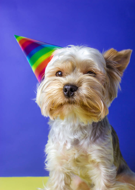 Śmieszne piękne rasy psów Yorkshire Terrier portret zbliżyć z uroczystą czapką na głowie świętując urodziny, rocznica. Zabawny szczeniaczek w prezencie. Piesek na niebieskim żółtym tle pionowym. Wesołych świąt. - Zdjęcie, obraz