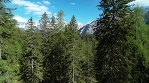 AERIAL: Політ через ялинові лісові дерева, що відкривають снігові покриви гірських вершин. Приголомшливий гірський пейзаж і мальовничий напрямок подорожі. Дослідження незайманої альпійської дикої природи в красивий весняний час
 - Кадри, відео