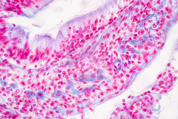 Tła charakterystyczne Tkanka żołądka Ludzkie, Jelito cienkie Ludzkie, trzustka Ludzkie i Jelito grube Ludzkie pod mikroskopem w laboratorium. - Zdjęcie, obraz