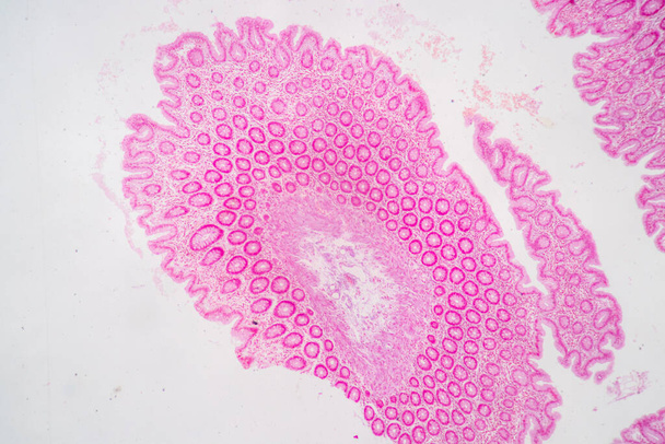Фокус Характеристики Tissue of Stomach Human, Small intestine Human, Pancreas Human and Large intestine Human under the microscope in Lab. - Фото, зображення