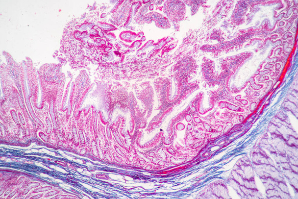 Фон характеристик Ткань желудка человека, тонкого кишечника человека, поджелудочной железы человека и толстой кишки человека под микроскопом в лаборатории. - Фото, изображение