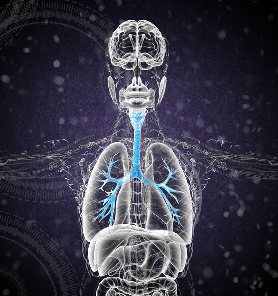 3D medizinische Illustration der männlichen Bronchien - Foto, Bild