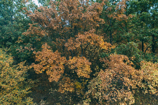 Aerial forest shot. Nature parkland. Brown orange yellow tree foliage - Photo, Image