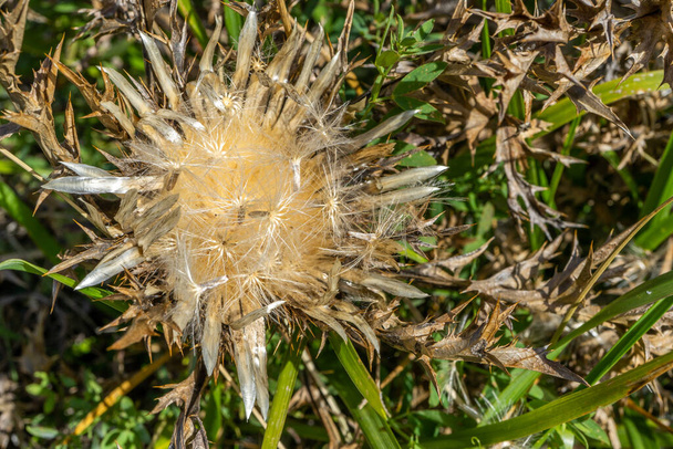 Сухие соцветия, Cirsium vulgare. Естественный фон осени в бежевых тонах. Макро крупным планом. Высокое качество фото - Фото, изображение