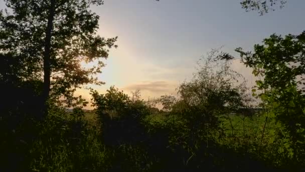 Kleurrijke zonsondergang achter berken en struiken in een landelijke omgeving. Hoge kwaliteit 4k beeldmateriaal - Video