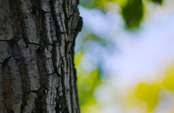                             Стовбур і кора горіхових дерев
    - Фото, зображення