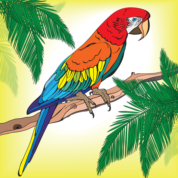 Papageienara - Vektor, Bild