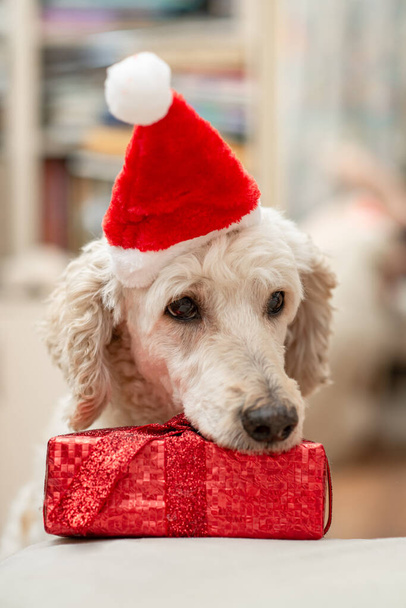 A sad, not cheerful dog in a New Year's hat near a gift. - Фото, зображення