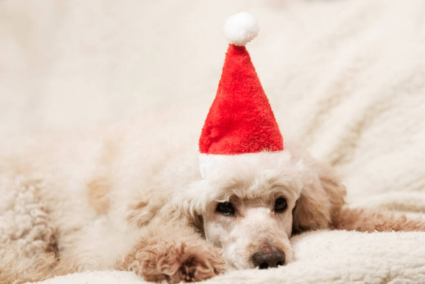 A large poodle dog in a New Year's hat lies tiredly on the couch. - Foto, afbeelding