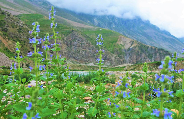 Salvia verbenaca (dziki klary, dziki szałwia, pchła) z mglistym pasmem górskim Karakoram na tle, północny Pakistan. - Zdjęcie, obraz
