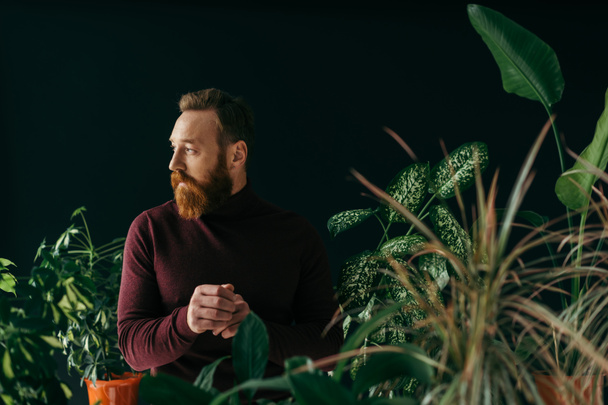 uomo barbuto in maglione bordeaux guardando lontano vicino a piante isolate su nero  - Foto, immagini