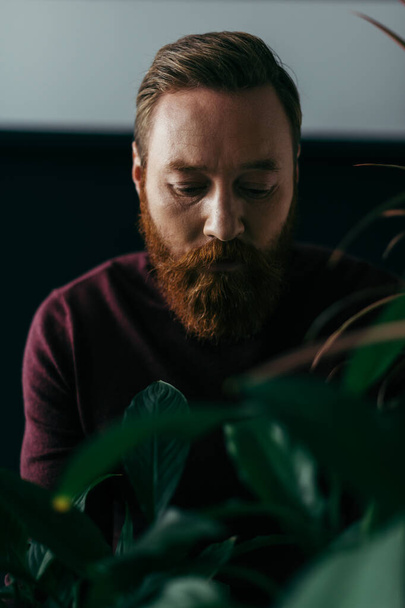 Portrait of bearded model in sweater standing near plants on black background  - Photo, Image