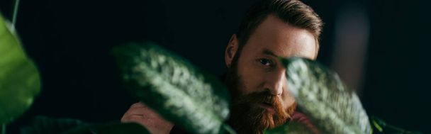 Bearded man looking at camera near blurred green plants isolated on black, banner  - Zdjęcie, obraz