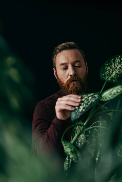Bearded man in jumper touching leaf of tropical plant isolated on black  - Photo, Image