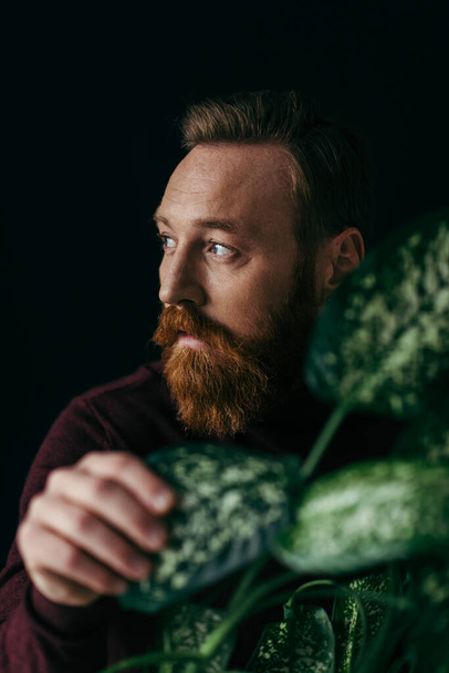 Бородатый мужчина в свитере касается расплывчатого растения и смотрит в сторону изолированных на черном  - Фото, изображение