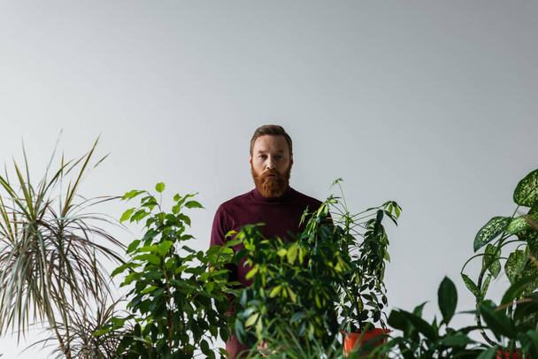 γενειοφόρος άνδρας σε μπορντό πουλόβερ κοιτάζοντας κάμερα κοντά σε διάφορα φυτά που απομονώνονται σε γκρι  - Φωτογραφία, εικόνα