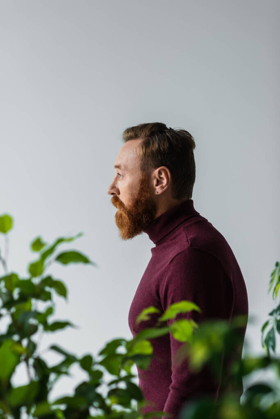 Side view of bearded model looking away near blurred plants isolated on grey  - Photo, Image