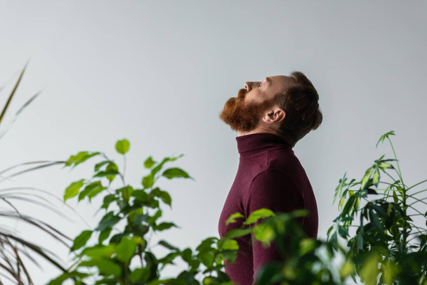 Side view of bearded model in turtleneck standing behind plants isolated on grey - Photo, Image
