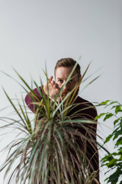 Homem barbudo elegante olhando para a câmera através de folhas de planta isolada em cinza  - Foto, Imagem