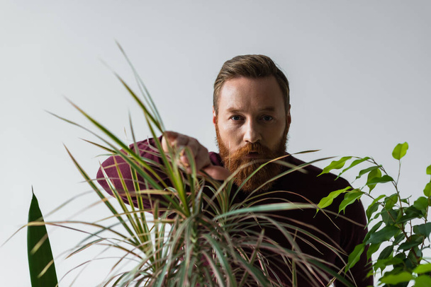 Stylish man in jumper touching leaves of tropical plant isolated on grey  - Photo, Image