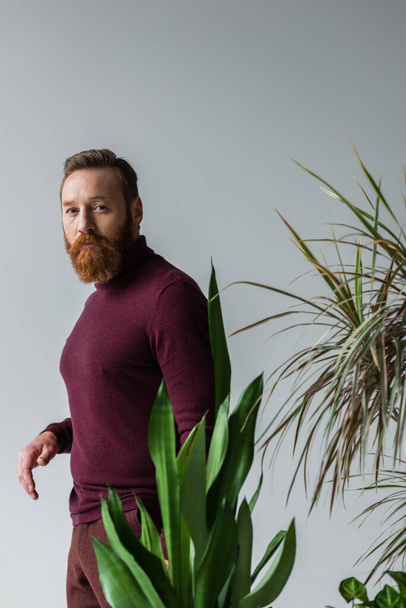 Bearded model in jumper looking at camera near blurred plants isolated on grey  - Photo, Image
