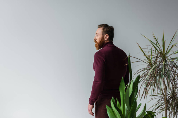 Widok boczny stylowego mężczyzny w swetrze stojącego w pobliżu roślin odizolowanych na szaro z przestrzenią do kopiowania - Zdjęcie, obraz