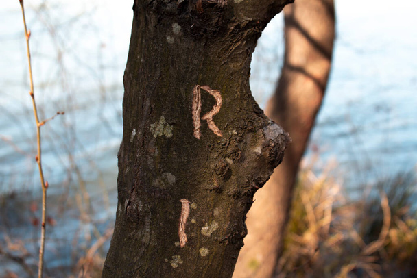 R lettera incisa su un albero, concetto di foresta autunnale, albero danneggiato, messa a fuoco selettiva, lago sfocato sullo sfondo - Foto, immagini