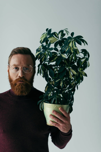 homem barbudo em óculos segurando planta com folhas verdes em vaso isolado em cinza - Foto, Imagem