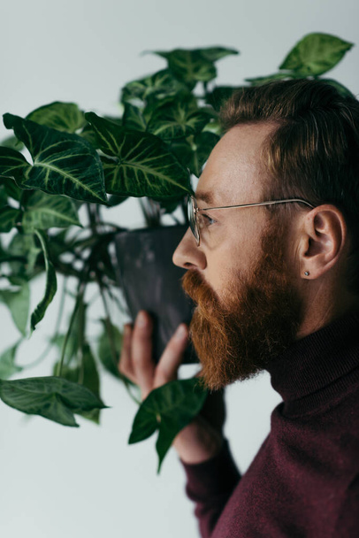 side view of bearded man in eyeglasses holding green plant in flowerpot isolated on grey - Zdjęcie, obraz