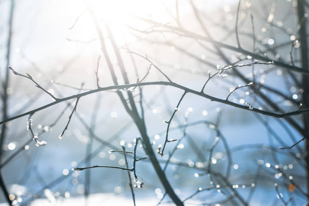 Sun shining through trees with snow on the branch - Fotoğraf, Görsel