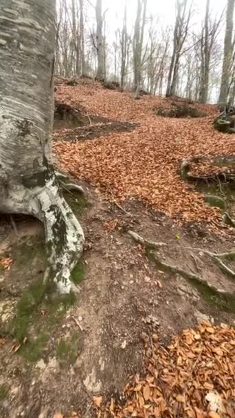 Podzimní krajina v přírodním parku Montseny v provincii Barcelona ve Španělsku - Záběry, video