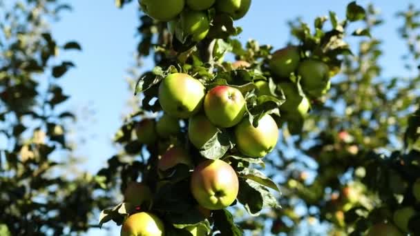 Powolny ruch Dojrzałe zielone jabłka w sadzie gotowe do zbioru owoców z gałęzi jesienią, światło słoneczne, jabłka na Ukrainie. - Materiał filmowy, wideo