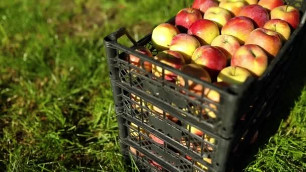 Sklizeň čerstvých organických červených jablek v černých krabicích, sklizeň, místní trh nebo supermarket, Ukrajina jablka. - Záběry, video