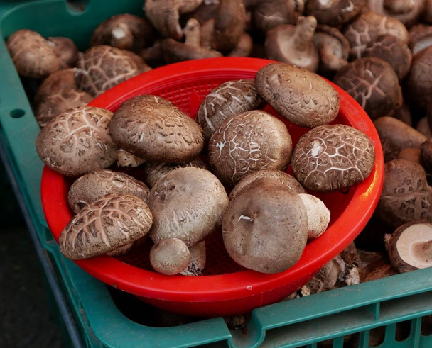 Brown chestnut mushrooms in red plastic bowl in green crate. High quality photo - Foto, immagini