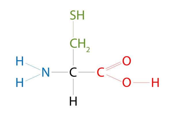 The structure of Cysteine. Cysteine is an amino acid that has a thiol side chain. - Vector, Image