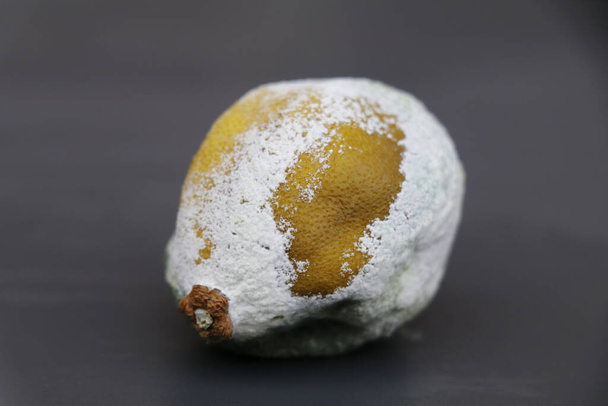 limón que salió mal y cubierto con moho blanco y verde - Foto, imagen