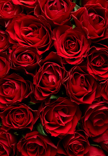 φόντο κόκκινα τριαντάφυλλα λουλούδια - Φωτογραφία, εικόνα