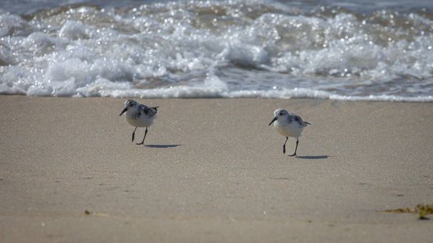 The three-toed sandpiper foraging on the beach, running away from the approaching seawater on the west coast of America, on the Pacific ocean - Photo, Image
